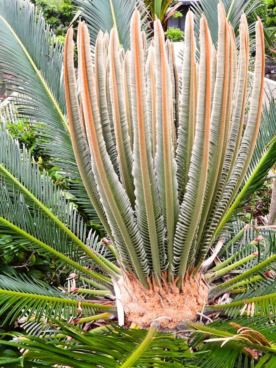 Sago palm tree