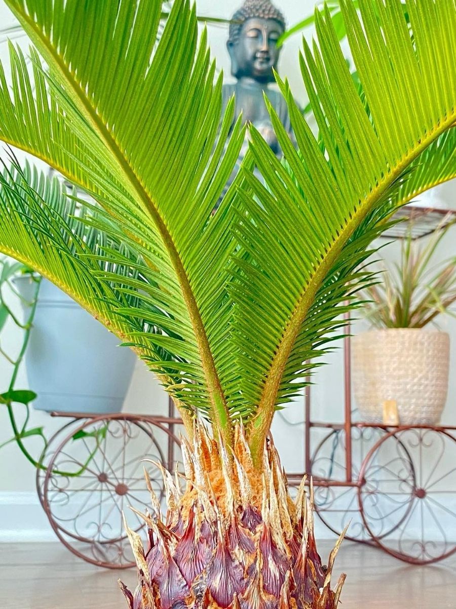 sago palm tree