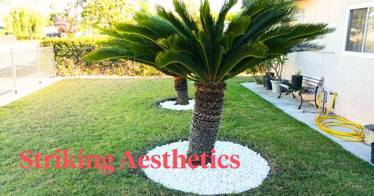 Cycad palm deals