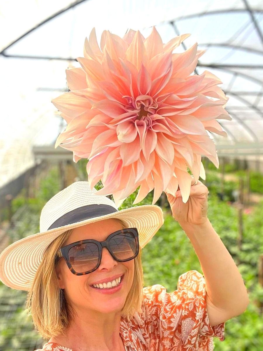 Adene with an enormous dahlia flower