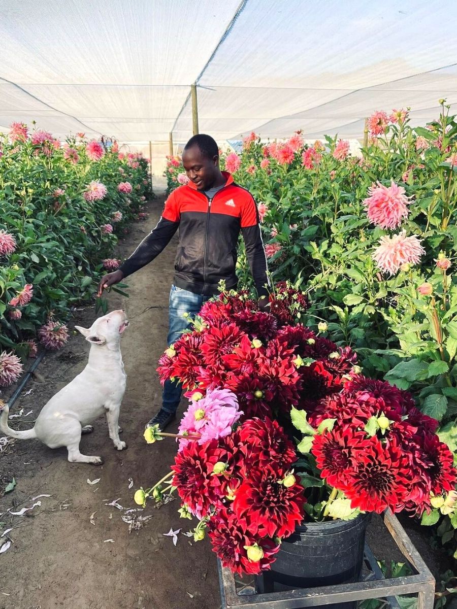 Happy worker at Adenes Farm Flowers with red dahlias