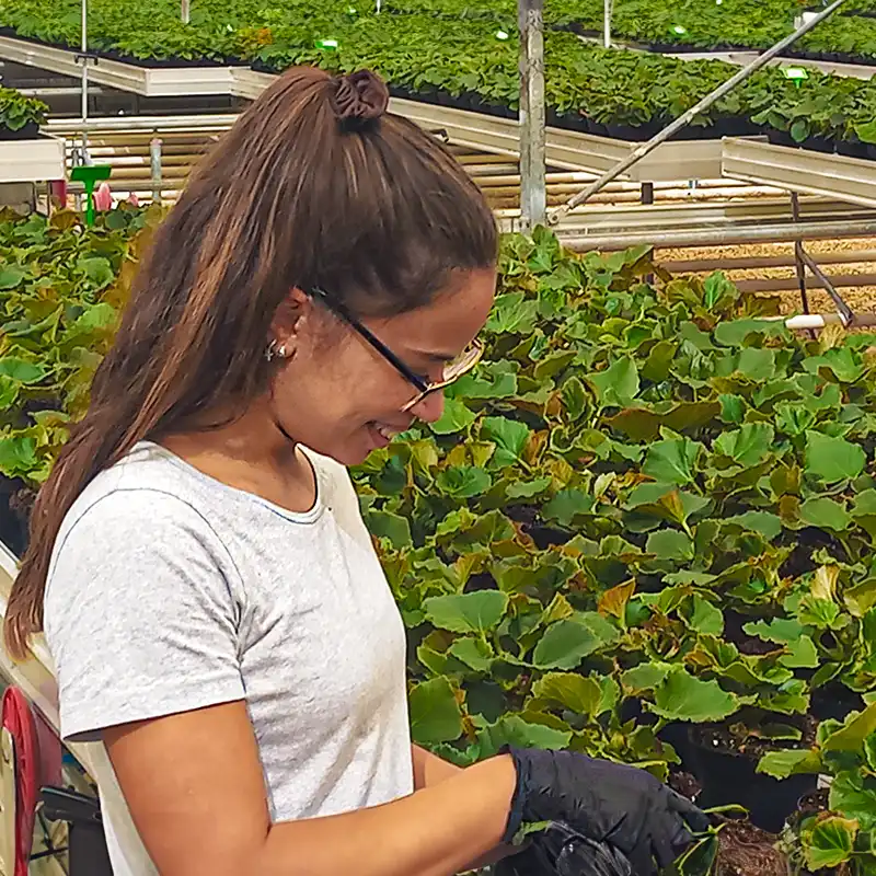 Koppe Young Plants Portugal Lda propagates begonia​ in the country's picturesque Algarve region.