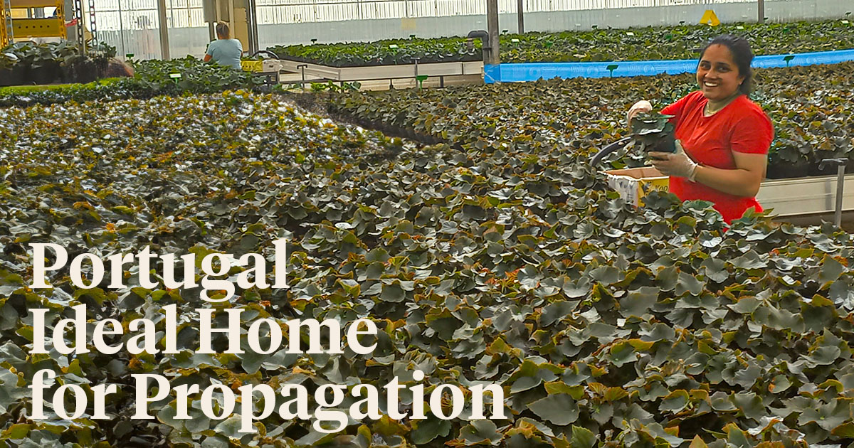Koppe Young Plants Portugal Lda propagates begonia​ in the country's picturesque Algarve region.