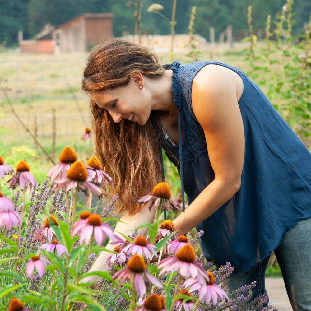 outdoor Echinacea flowers 