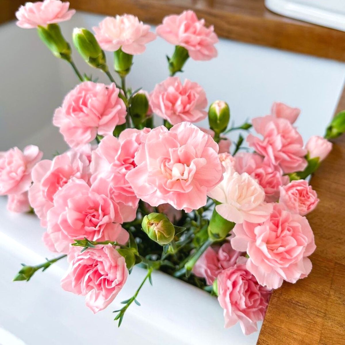 Pink carnations for breast cancer awareness month