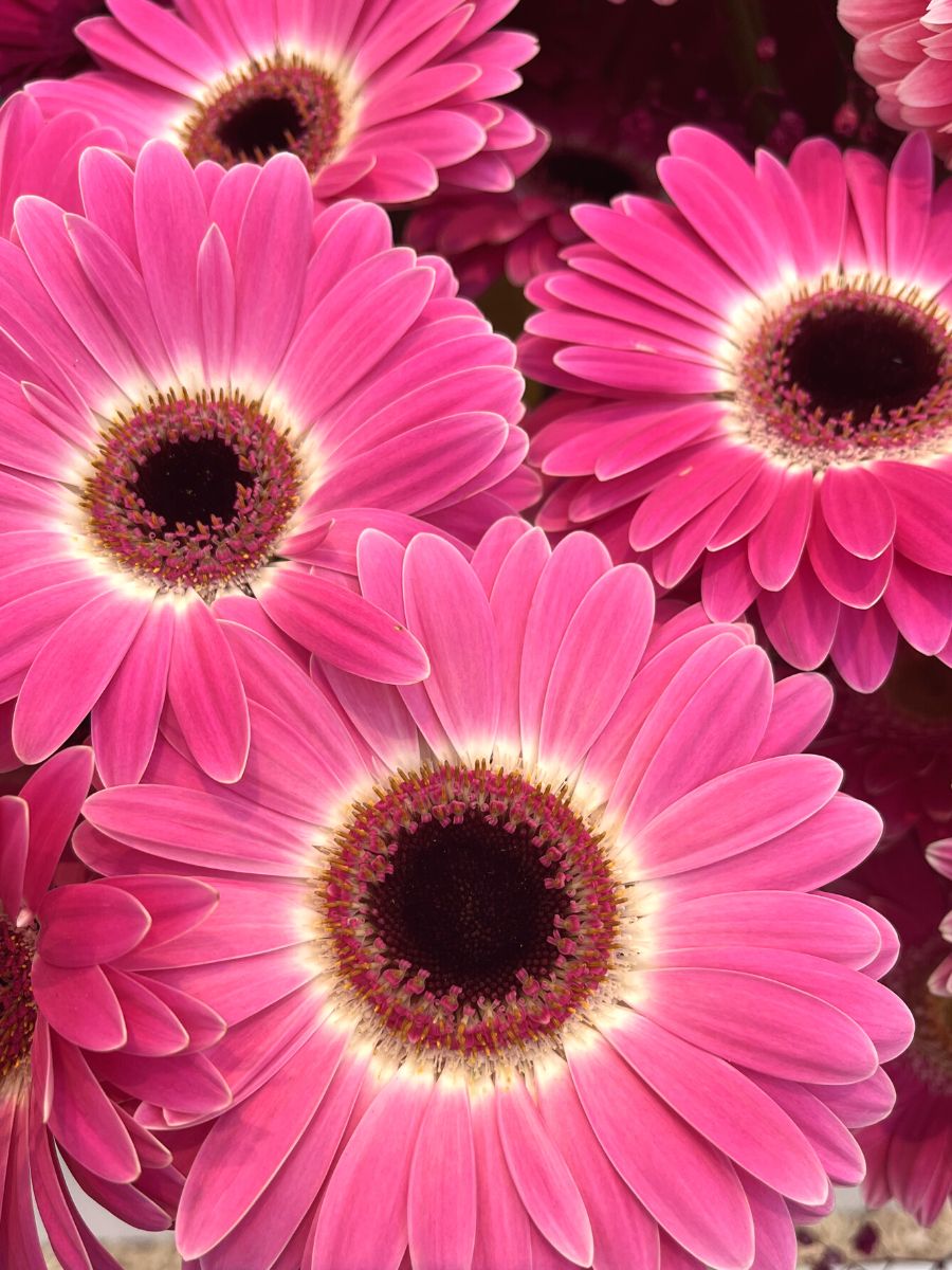 Pink Gerbera Daisy arrangement
