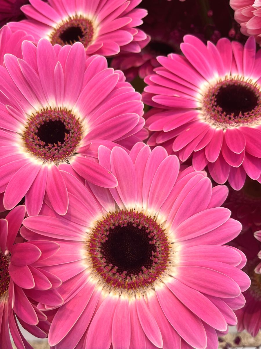 10 Pink Flowers to Show Support During Breast Cancer Awareness Month - A