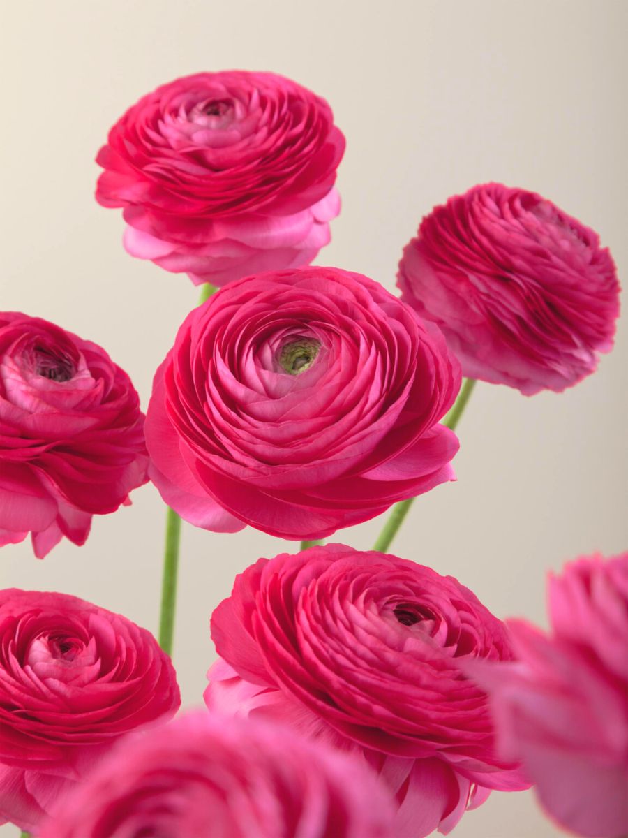 Pink Elegance ranunculus by Rosaprima