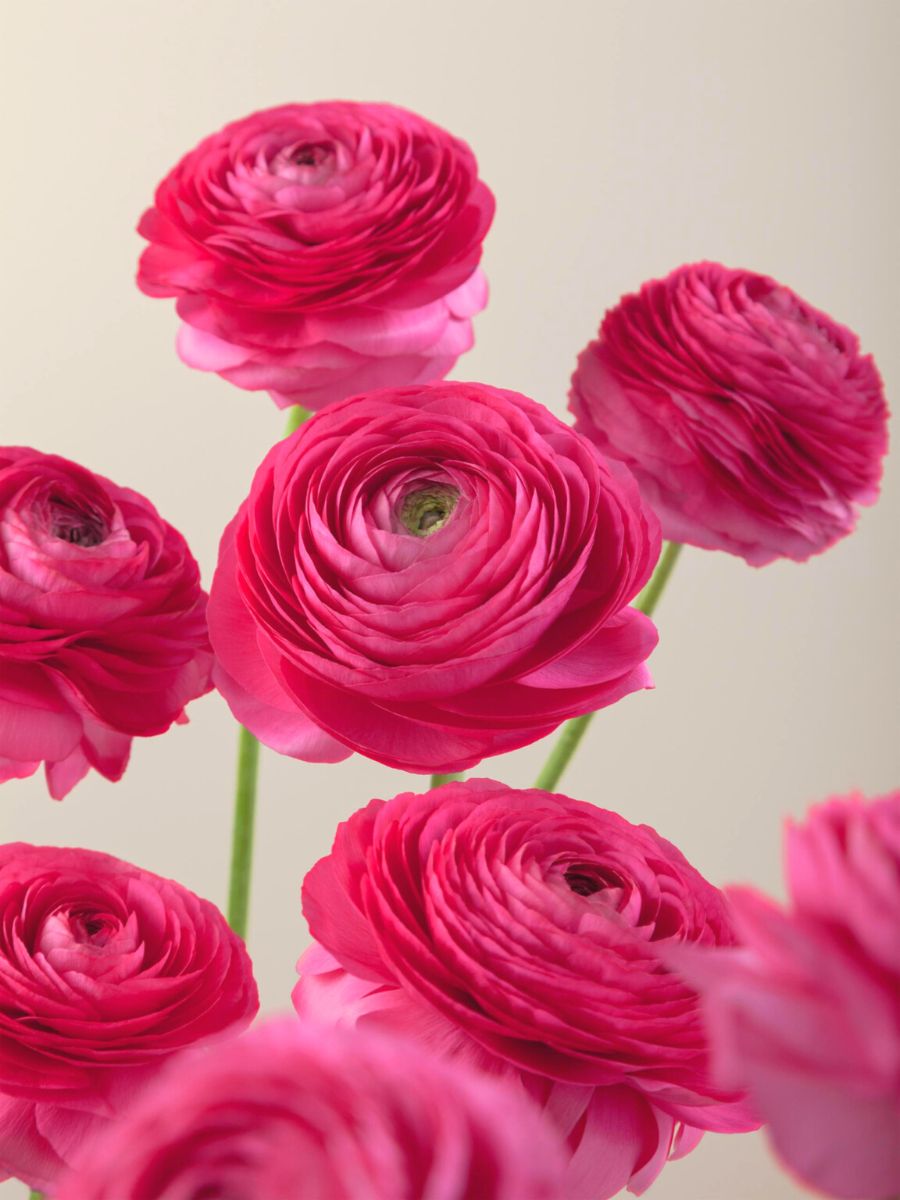 10 Pink Flowers to Show Support During Breast Cancer Awareness Month - A