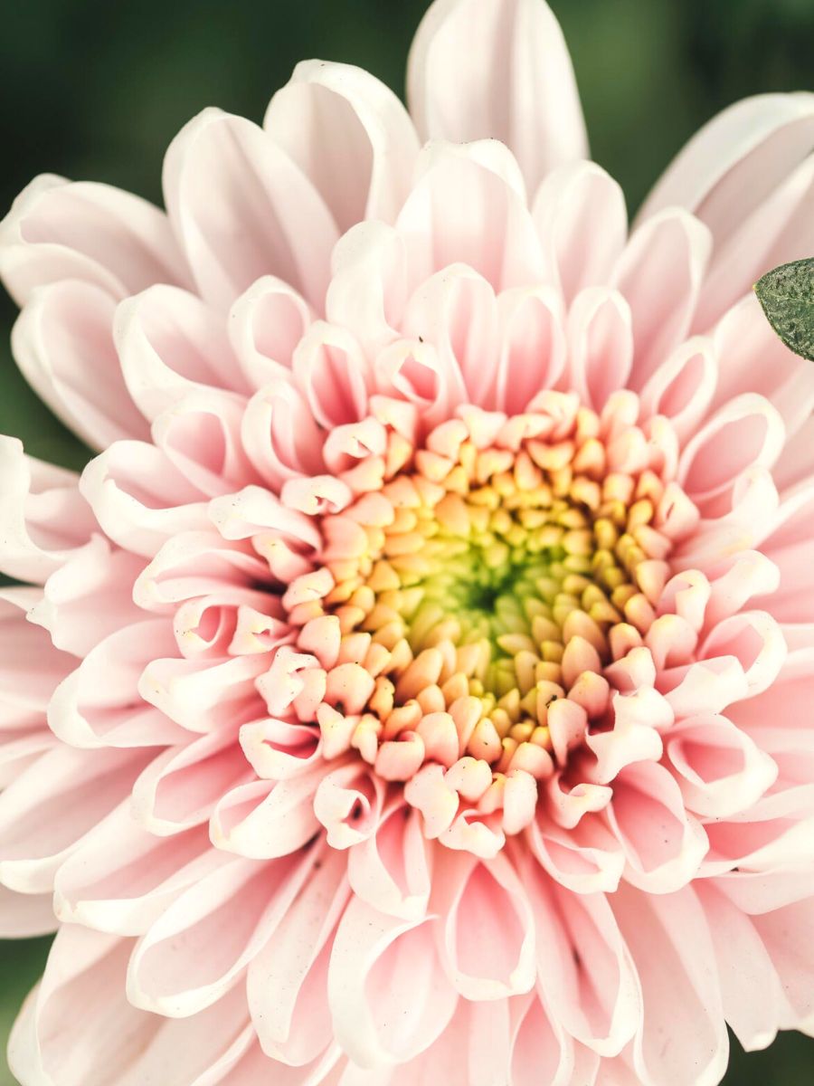 Light pink chrysanthemum by Decorum