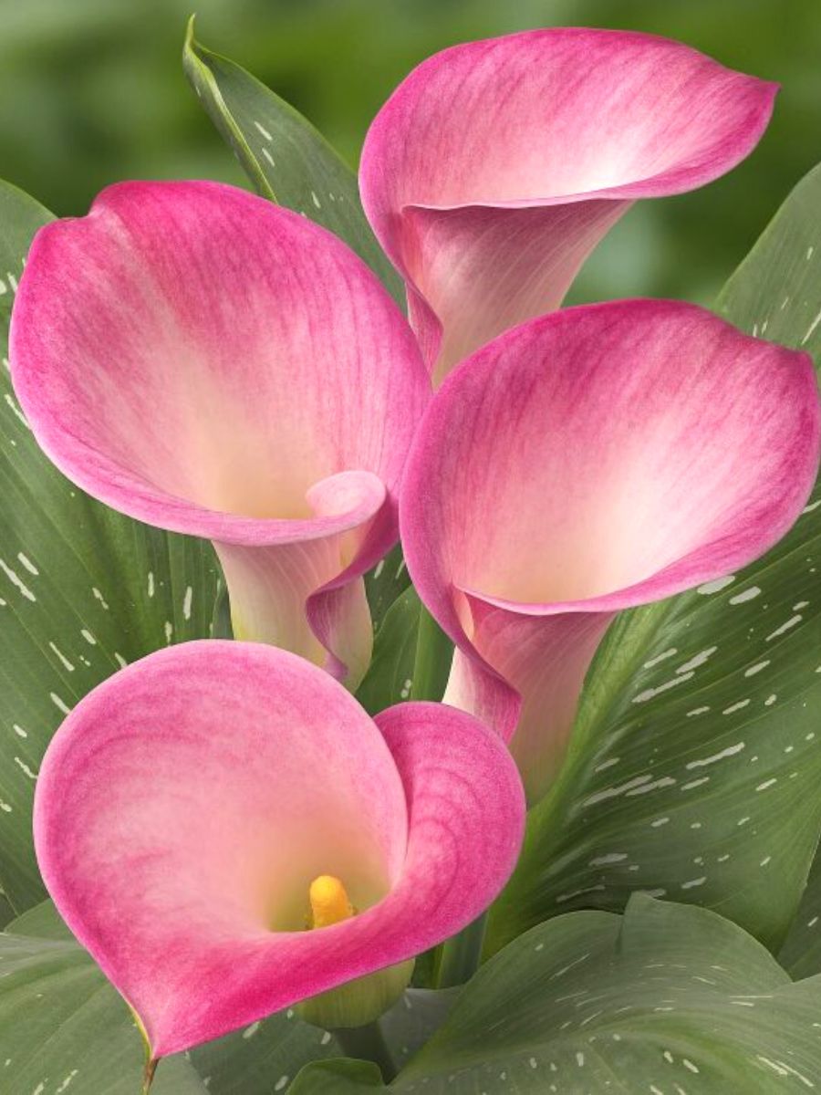 Captain Alma pink calla lilies