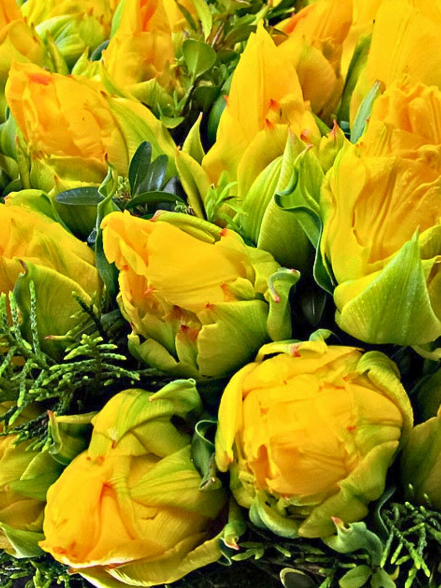 Yellow Flowers