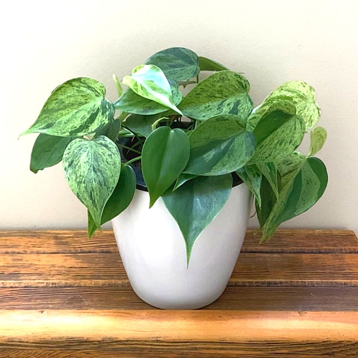 Many varieties of philodendron are good for on your desk