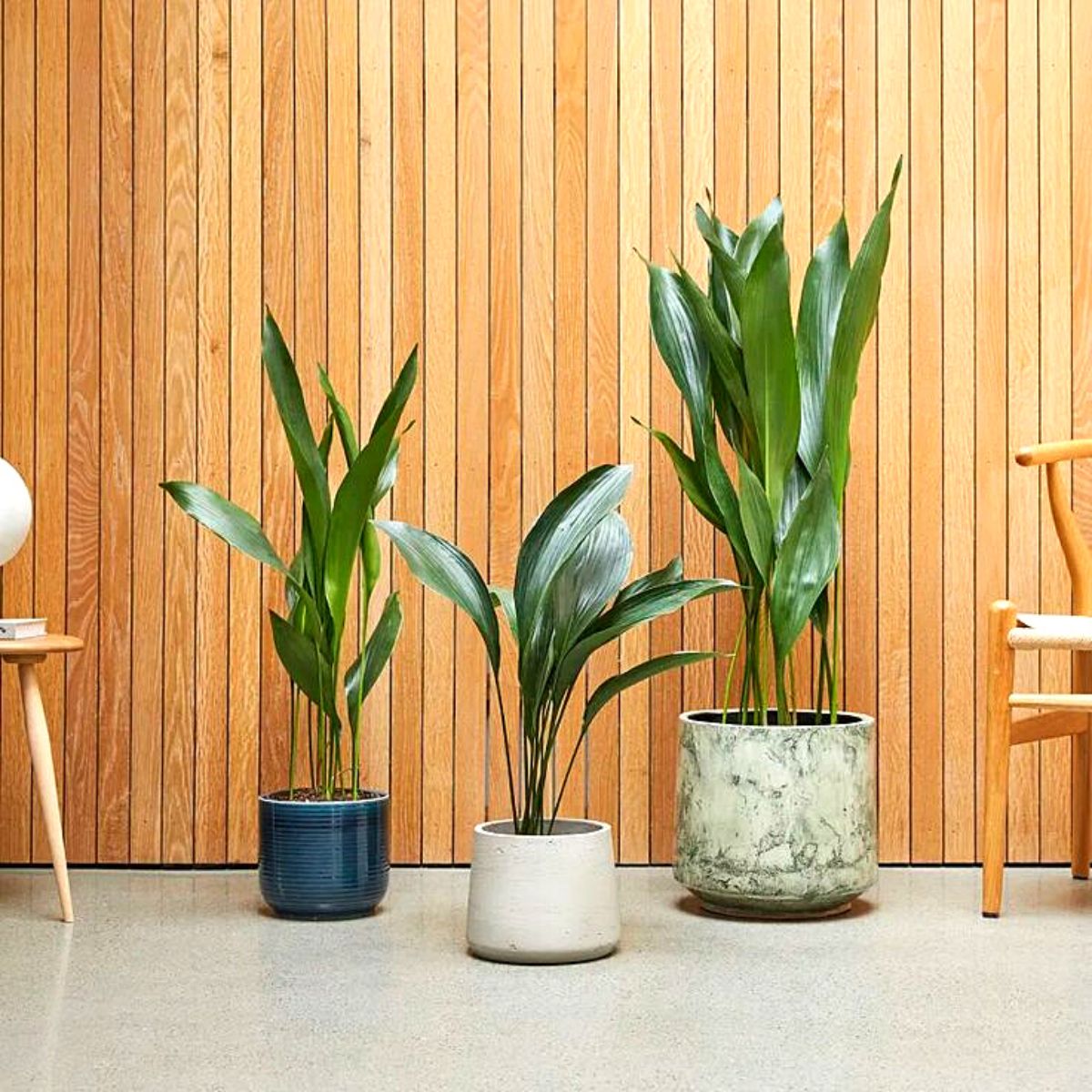 Ideal Houseplants for Japandi Aesthetics in Interior Design