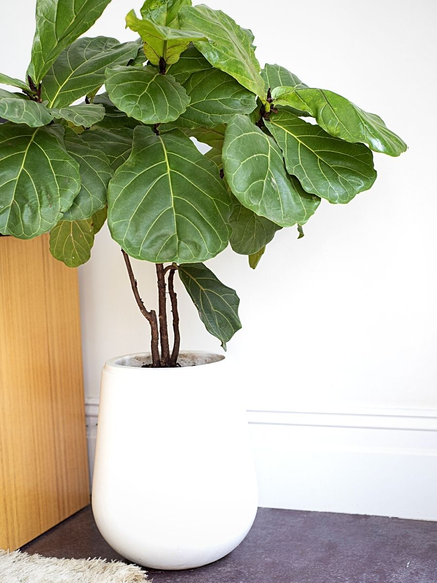 Ideal Houseplants for Japandi Aesthetics in Interior Design