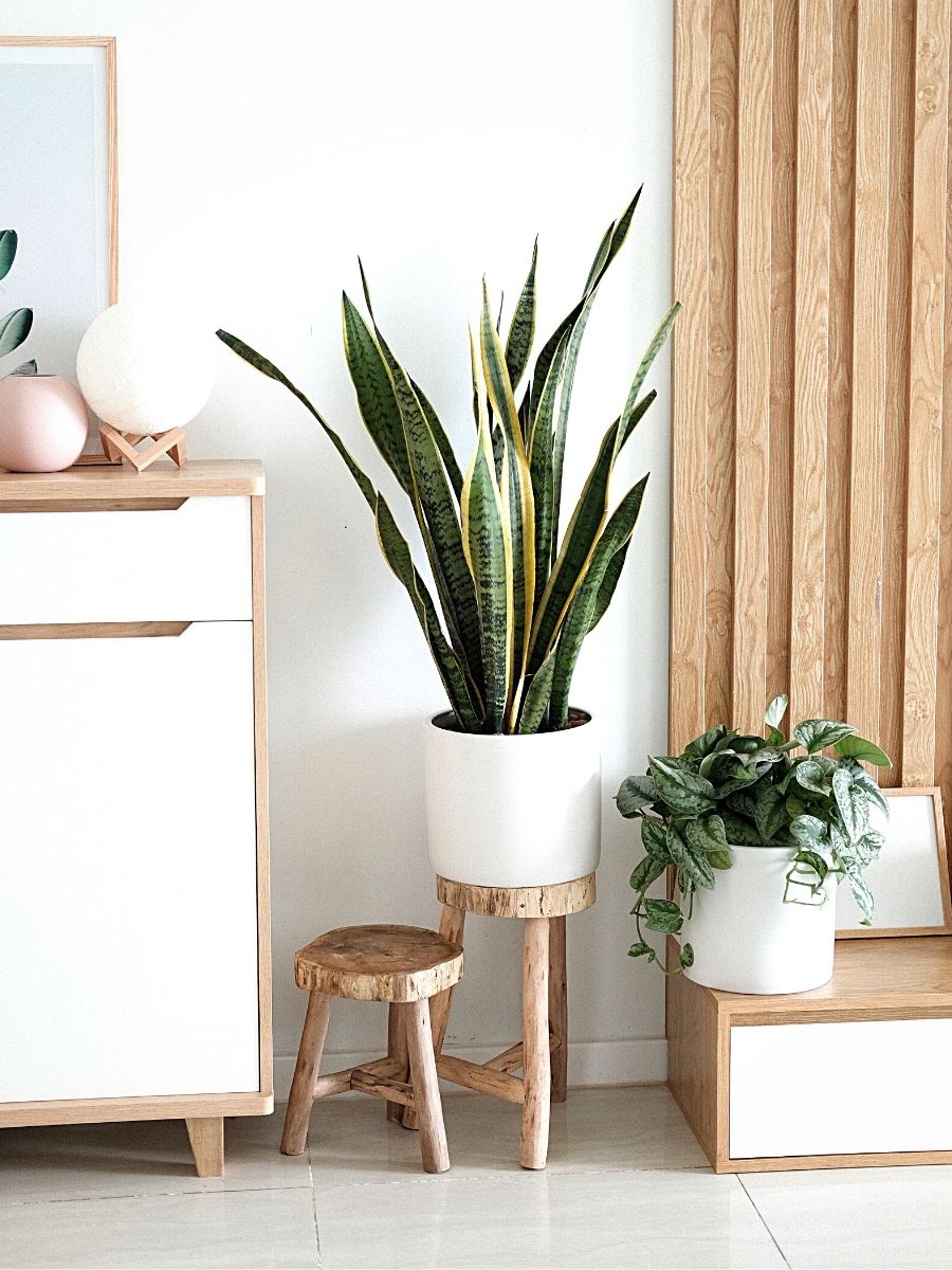 Ideal Houseplants for Japandi Aesthetics in Interior Design