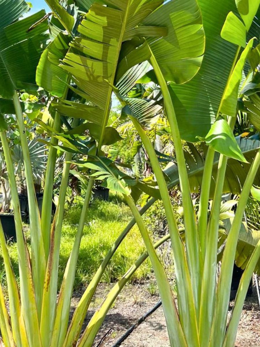 Ravenala madagascariensis, Fan Plantain, Travellers Palm, 10 Seeds