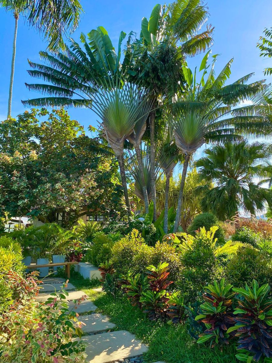 Ravenala madagascariensis – Madagascan Travelers Palm – Buy seeds at