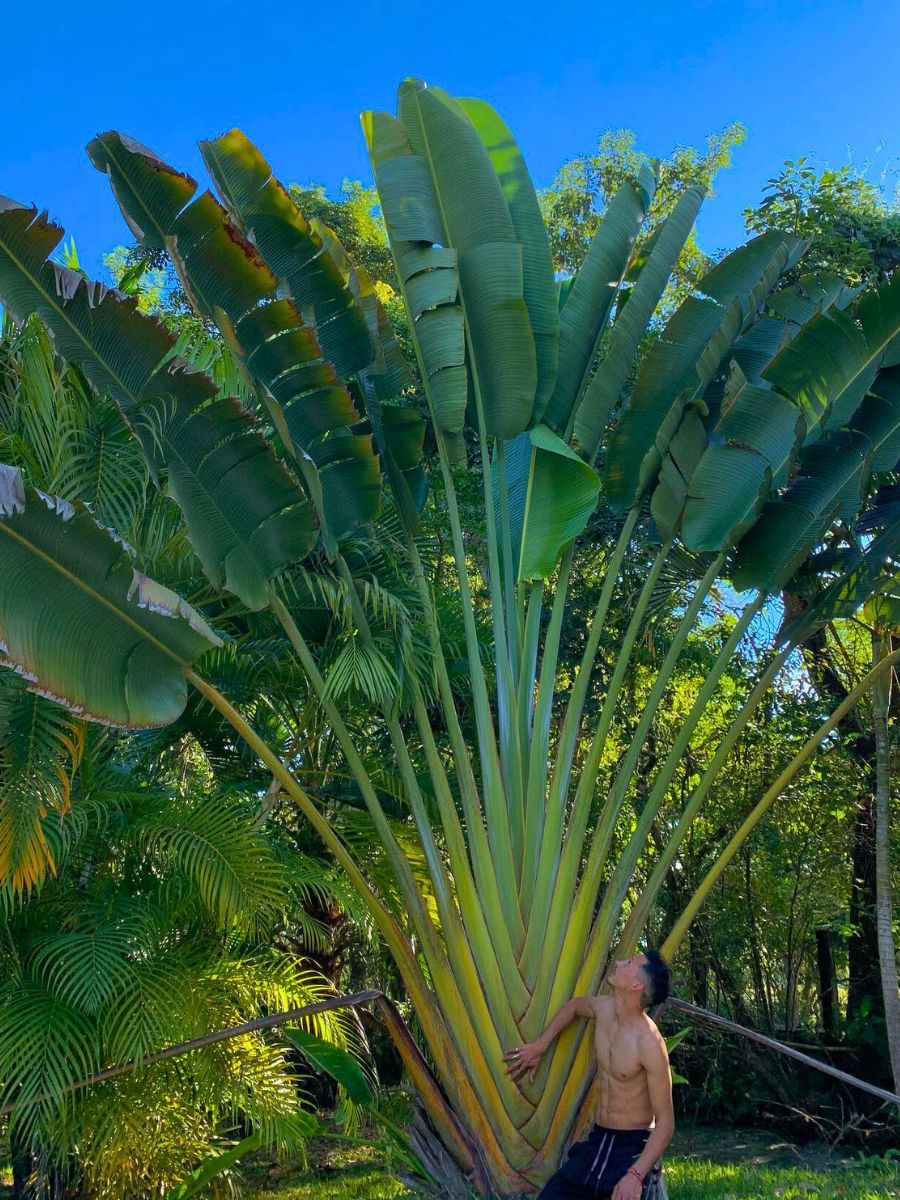 Traveler's Palm tree