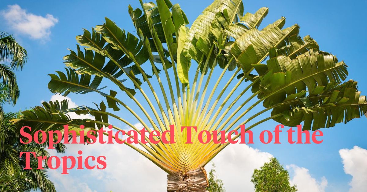 Traveler's Palm Tree