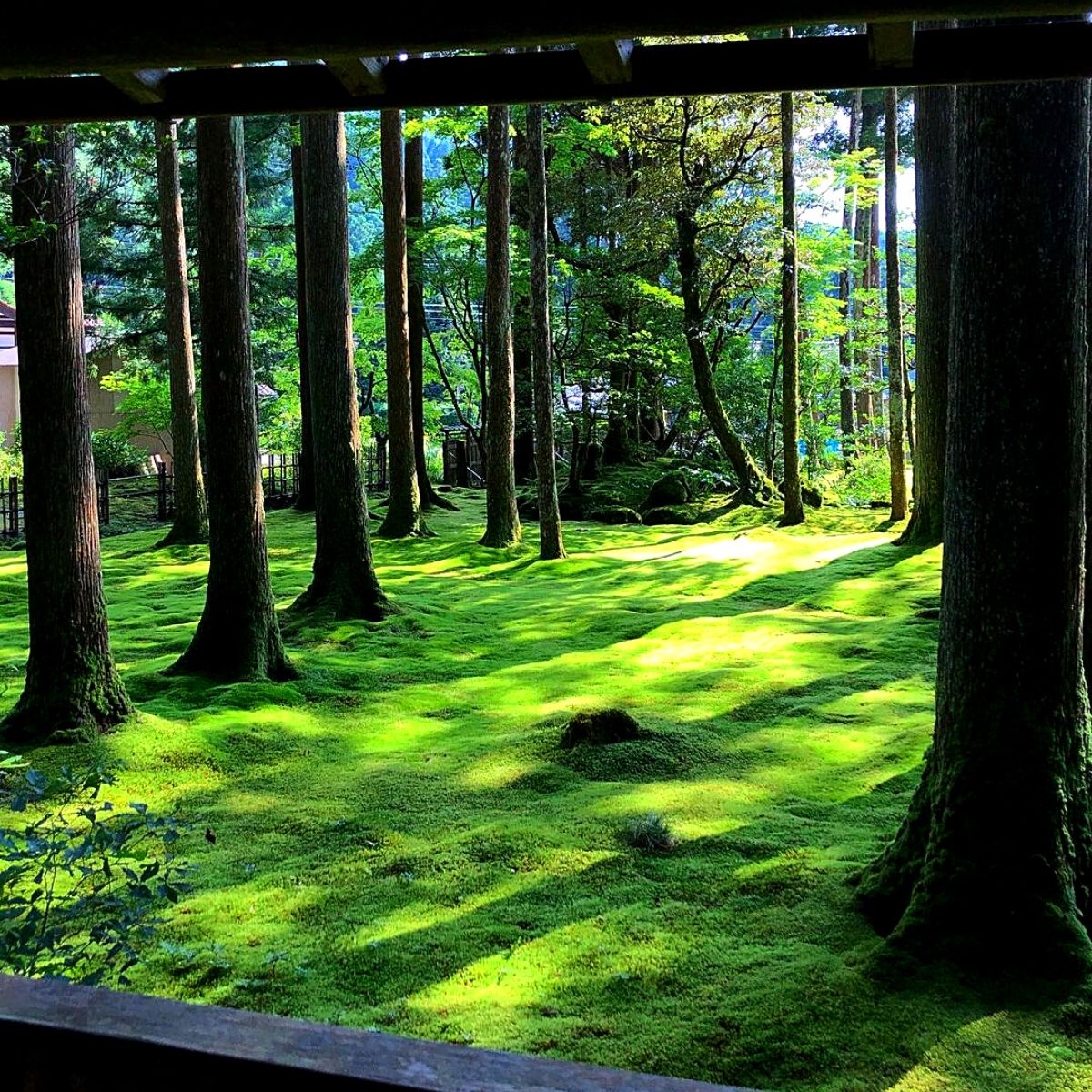 ​Ideal moss plants for moss gardens