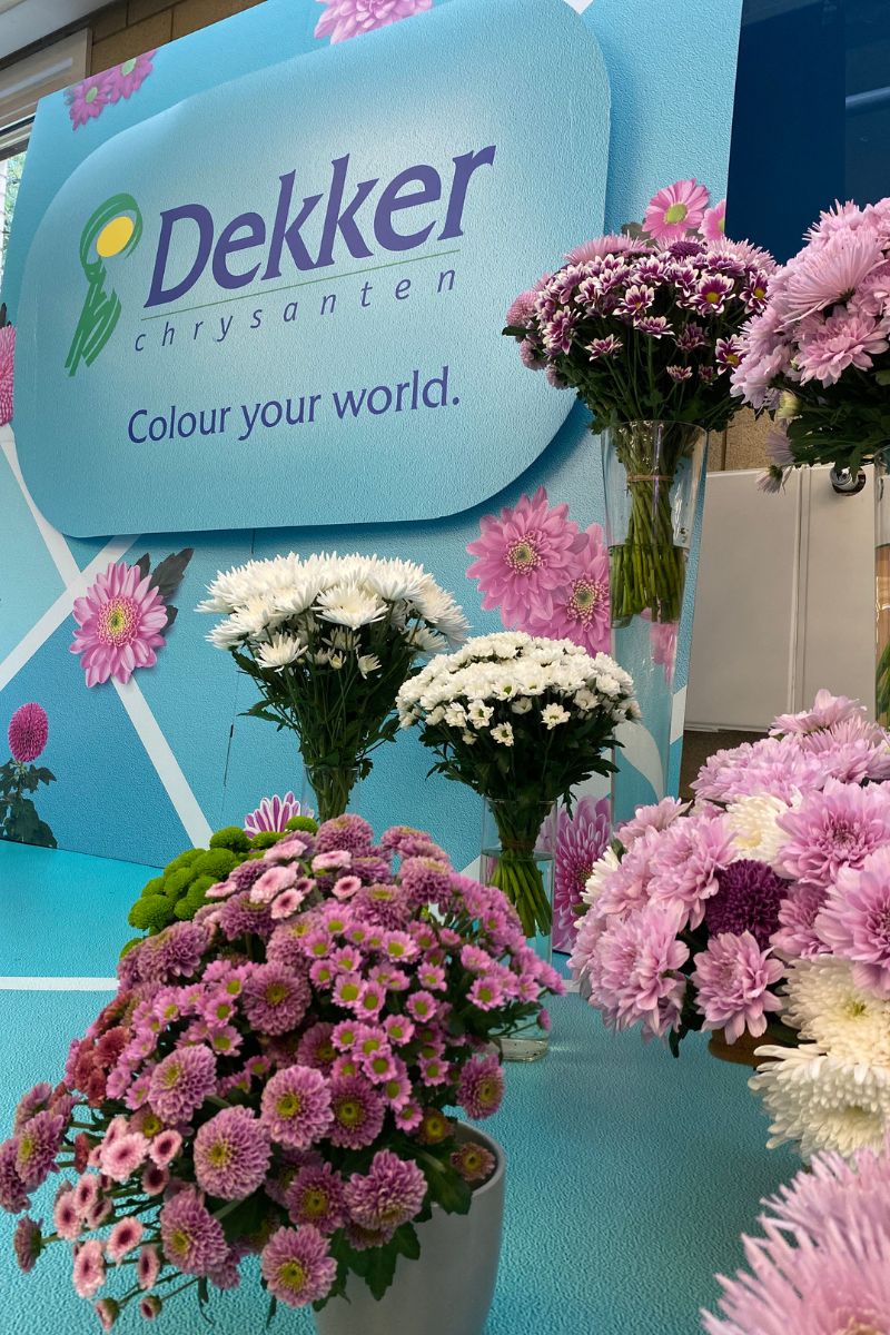 Dekker Chrysanthemum at FloriCon 2023