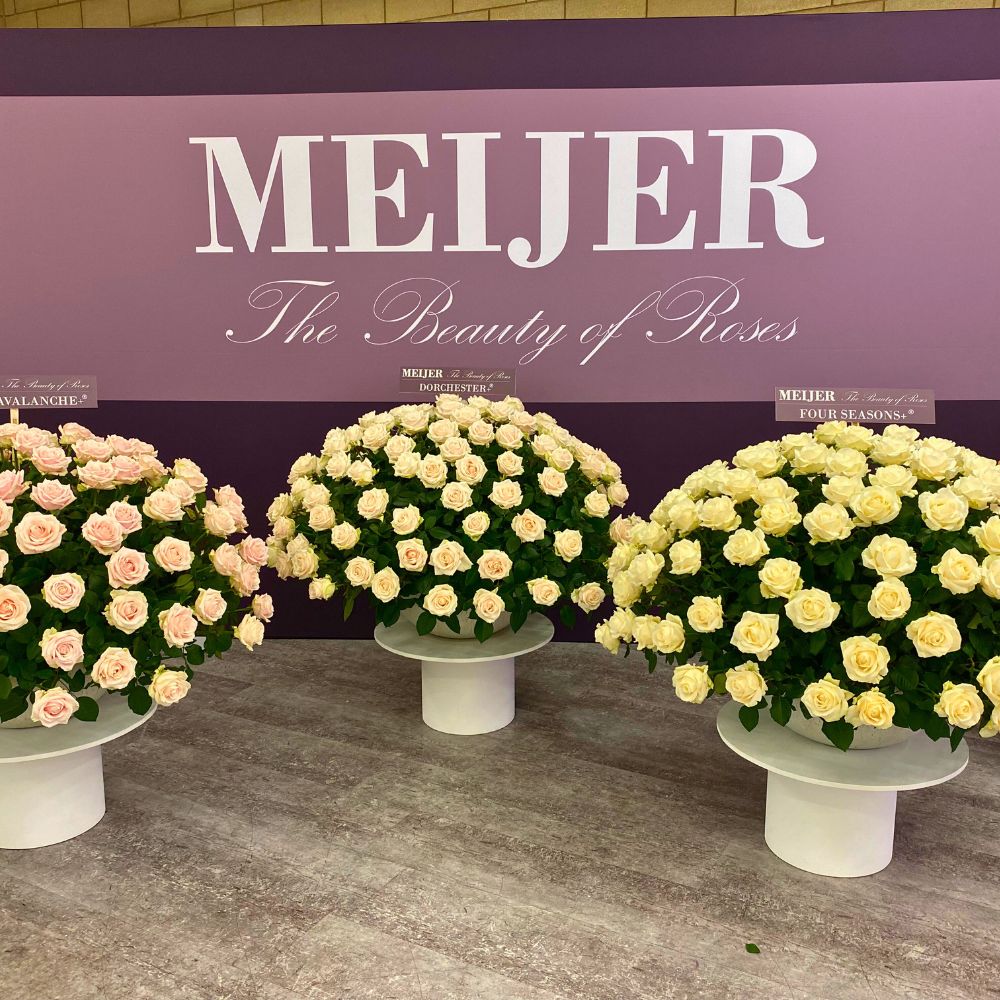 Meijer Roses at FloriCon 2023