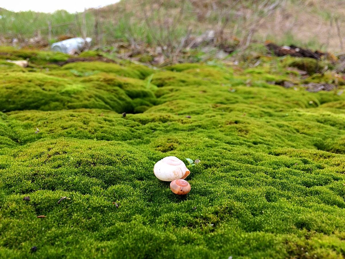 https://thursd.com/storage/media/61413/the-velvety-green-of-a-moss-landscape.jpg