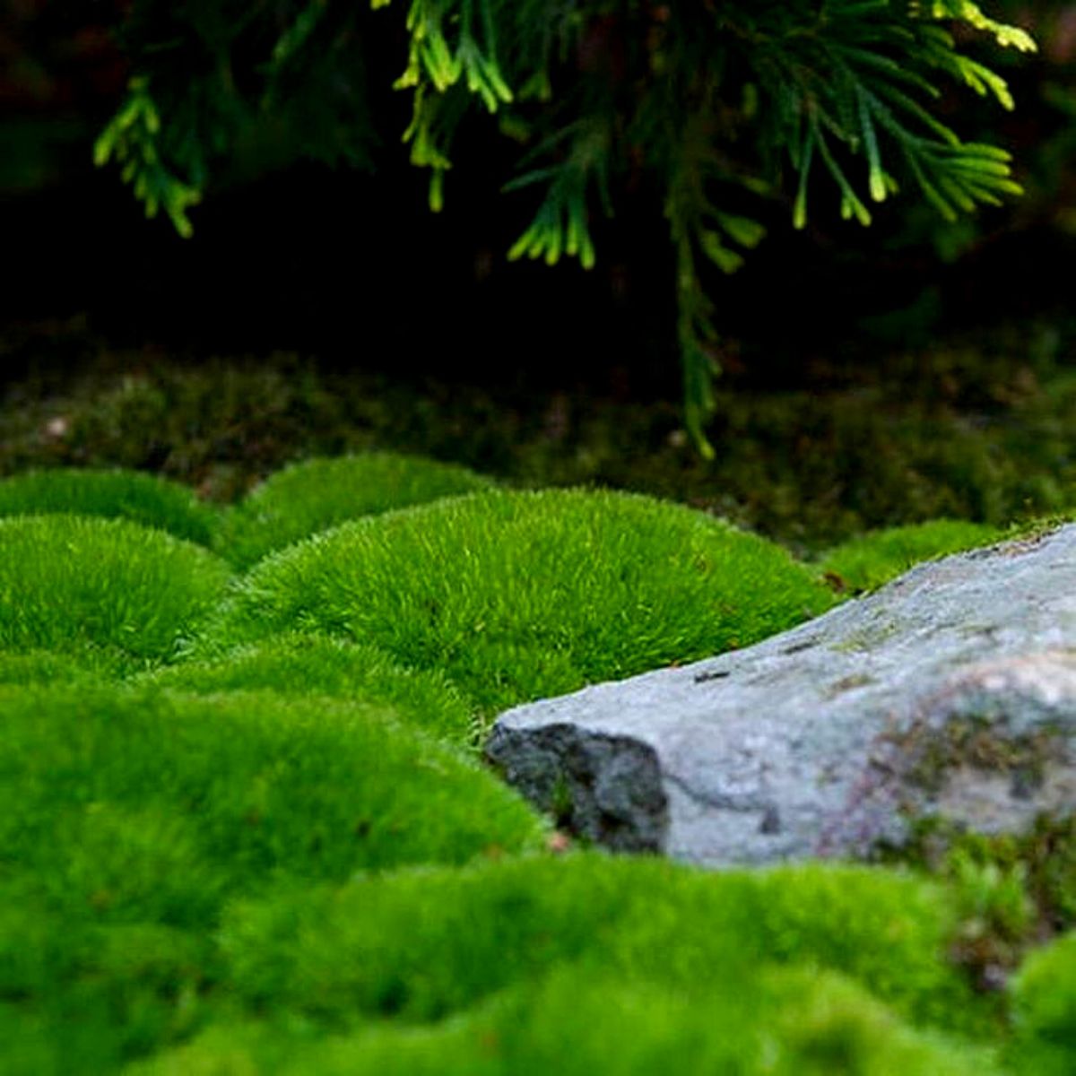 Ideal moss plants for moss gardens