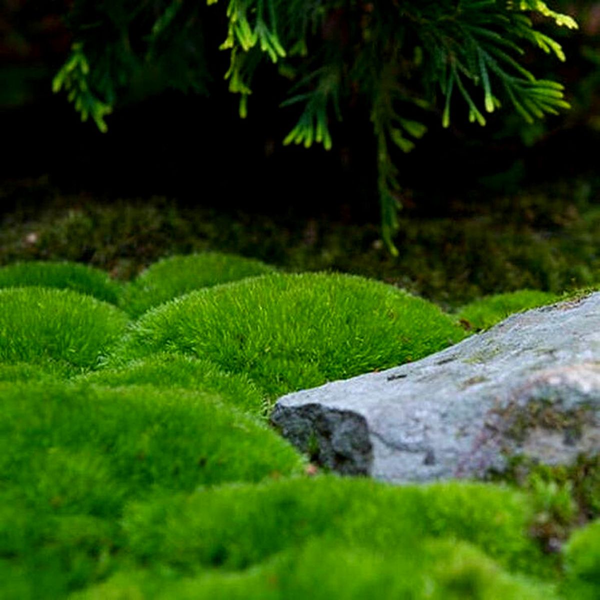 Green Pillow Moss, Bun Moss, Terrarium Moss, Fairy Garden Moss