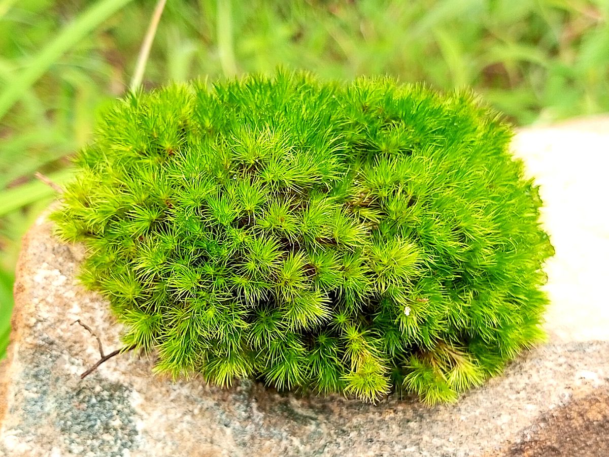 Ideal moss plants for moss gardens