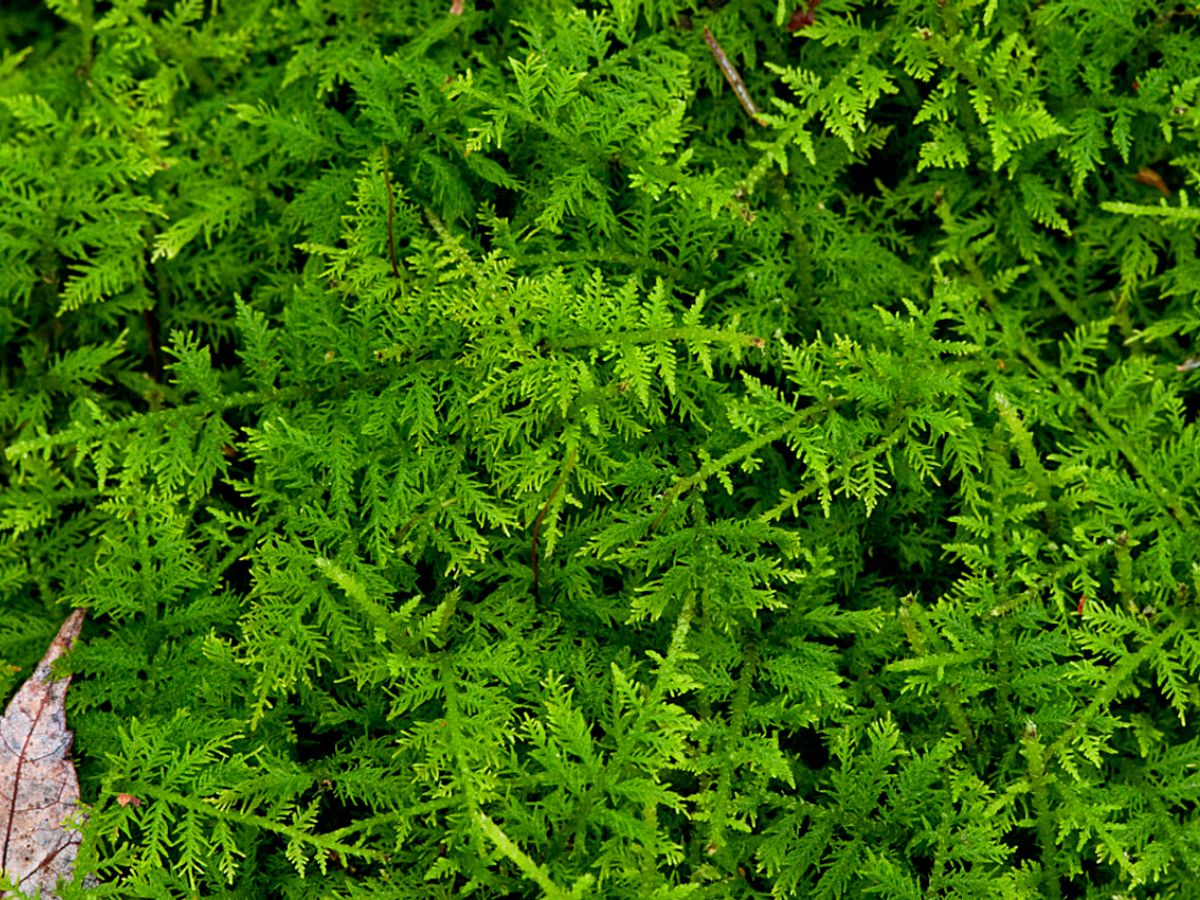 Ideal moss plants for moss gardens