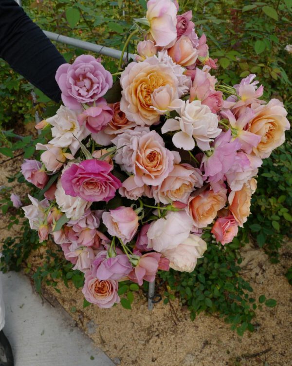 Alexandra farms totf2021 se -collection of garden roses - on thursd - credits rosefarmkeiji