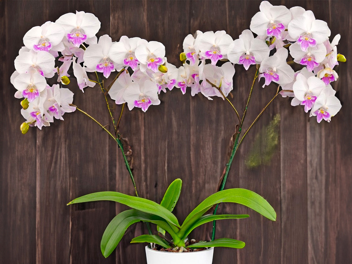 Phalaenopsis Resonance Floricultura