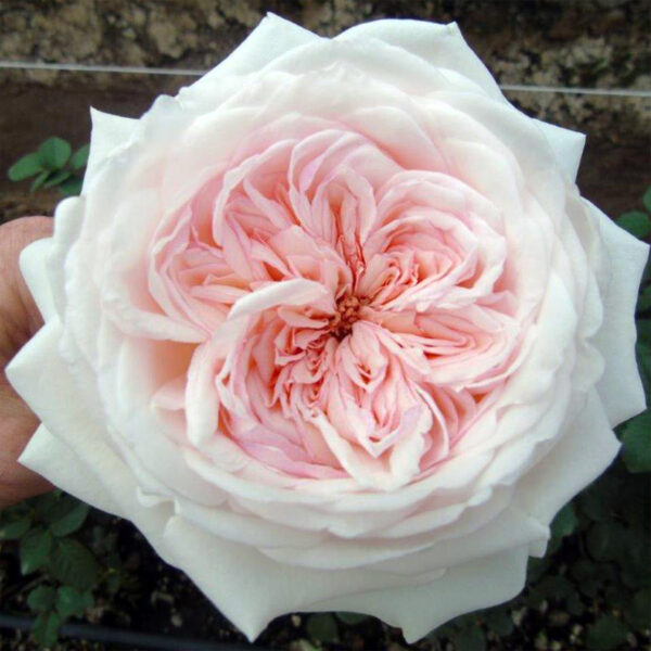 Alexandra Farms Introduces Nine New Garden Rose Varieties - Special Bride