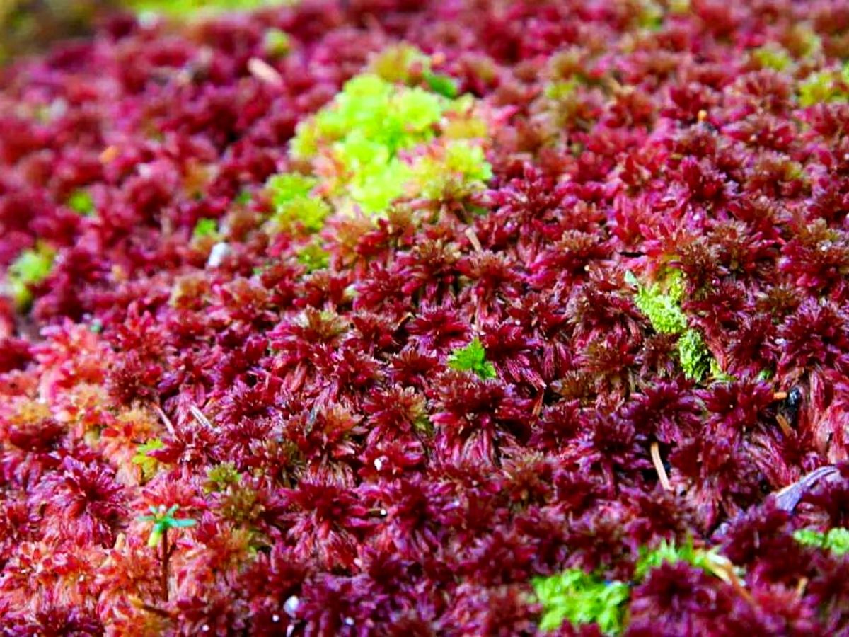 Ideal m​oss plants for moss gardens