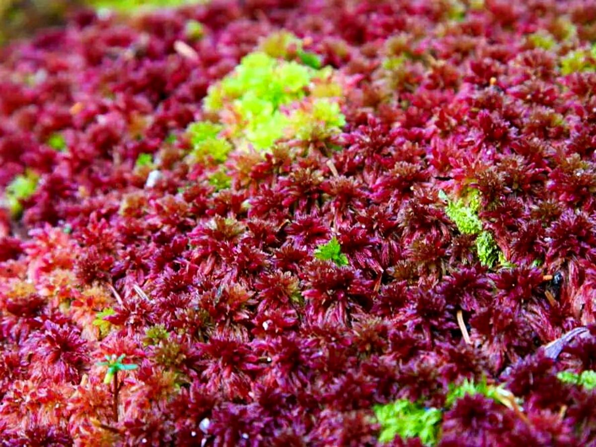 What is making this Sphagnum Moss turn pink? It hasn't rained in awhile;  could that be it? : r/botany