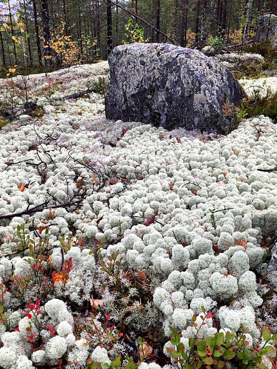 Mood Moss Dicranum Scoparium Terrarium Moss Carpet Moss 