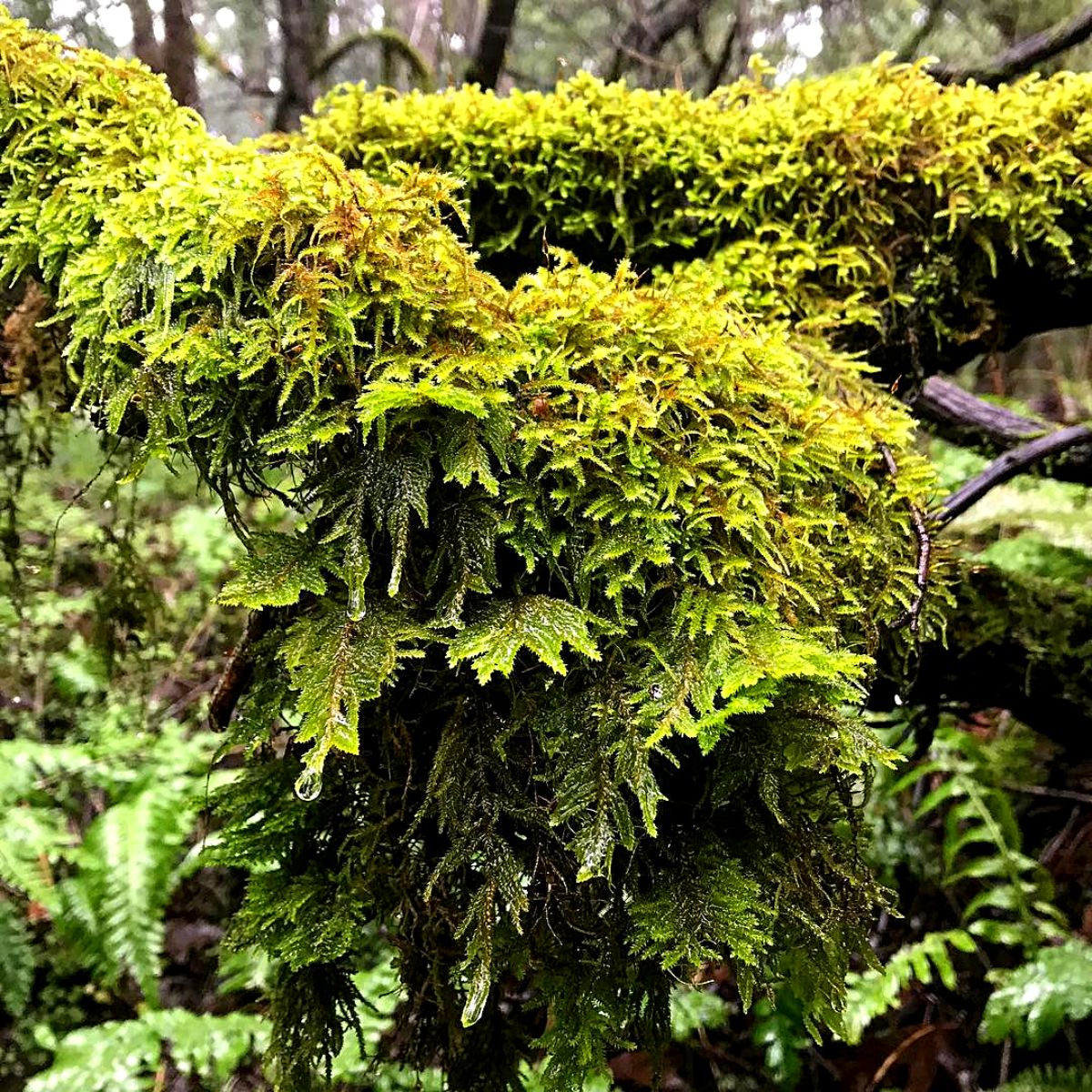 Ideal m​oss plants for moss gardens