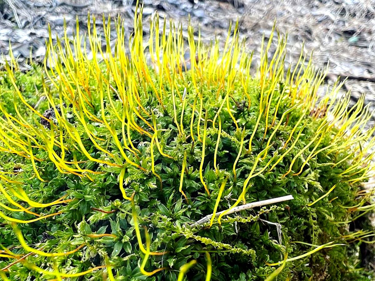 Ideal m​oss plants for moss gardens