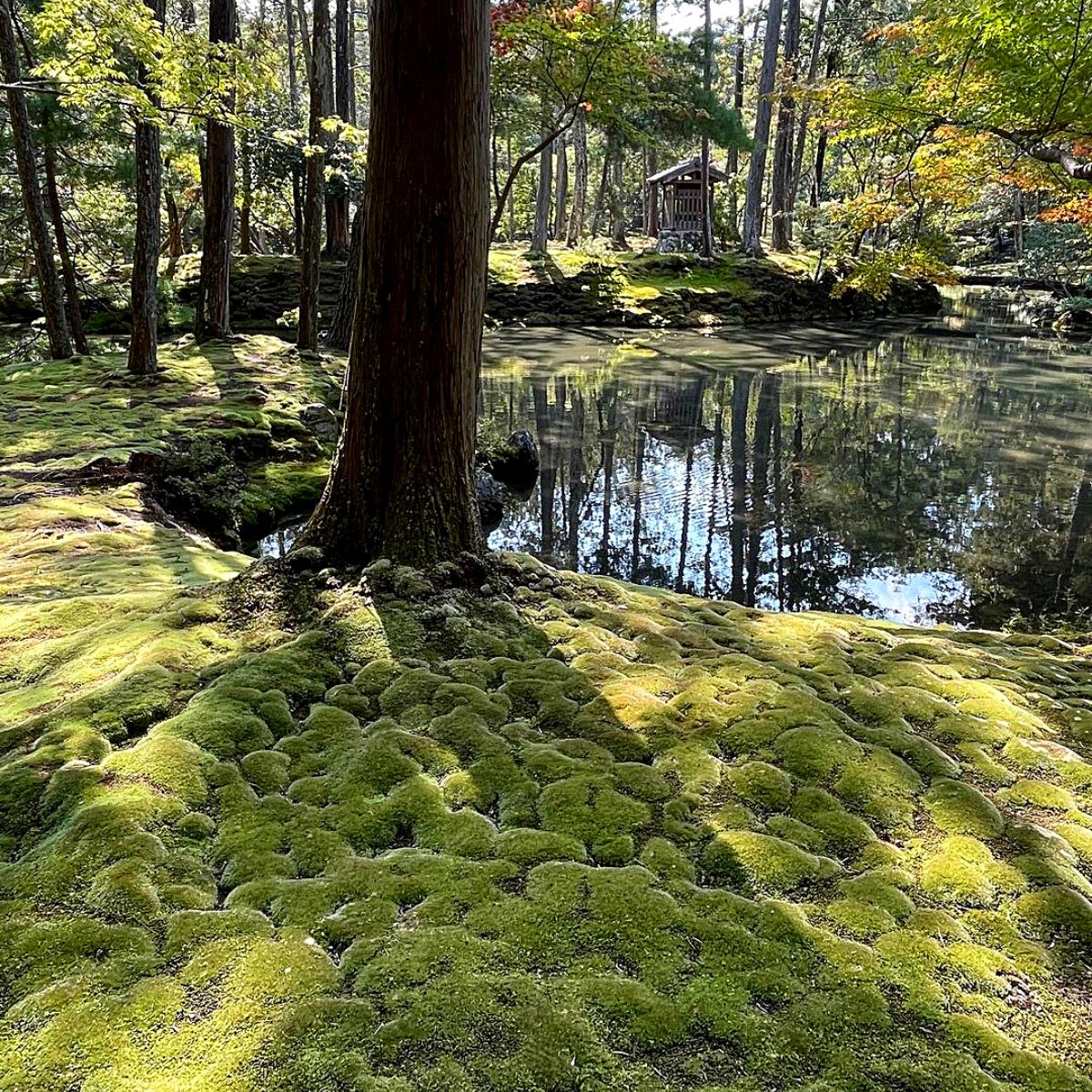 Live Rock Cap Moss (Dicranum Scoparium)