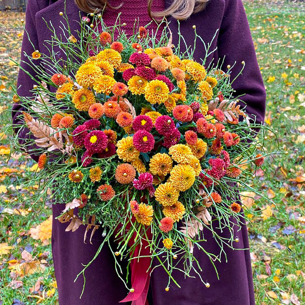 Chrysanthemum santini