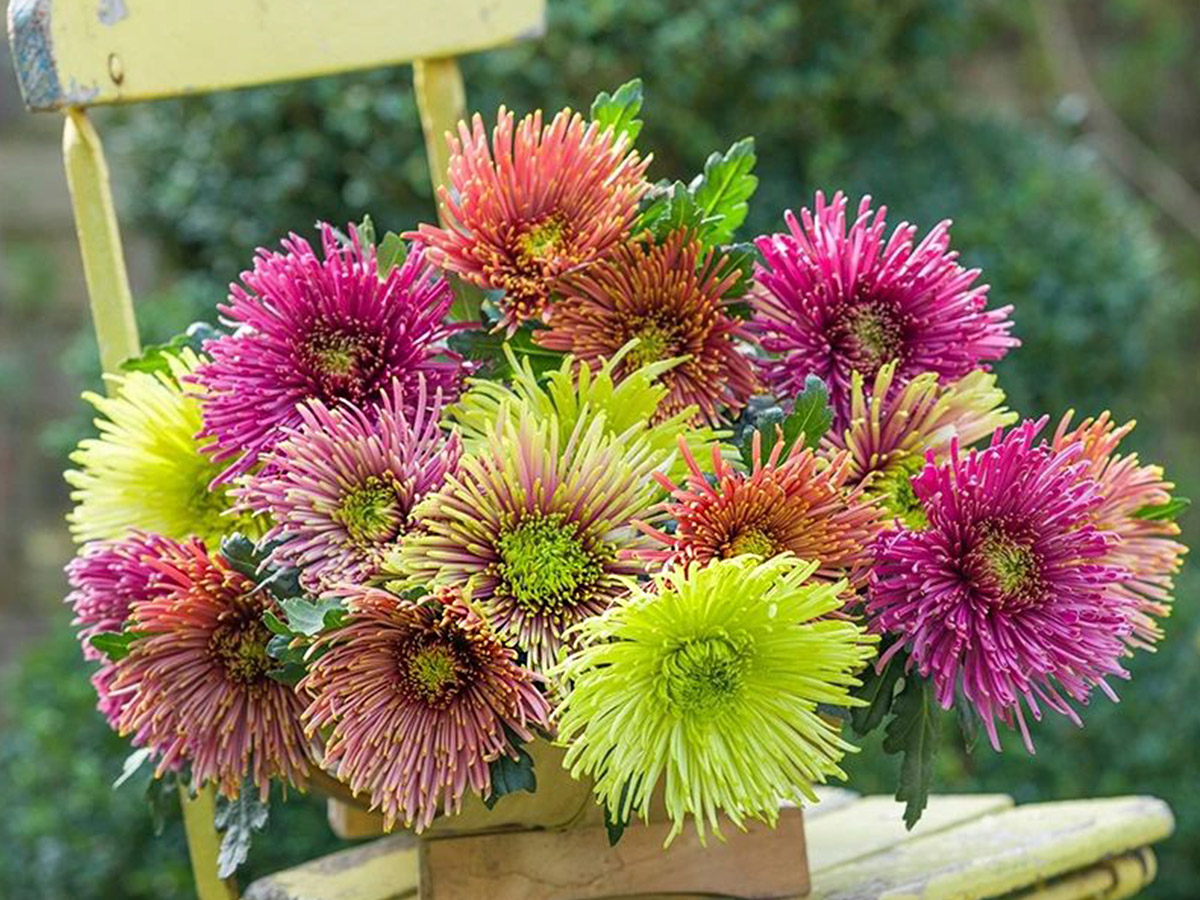 Disbudded Heirloom chrysanthemums