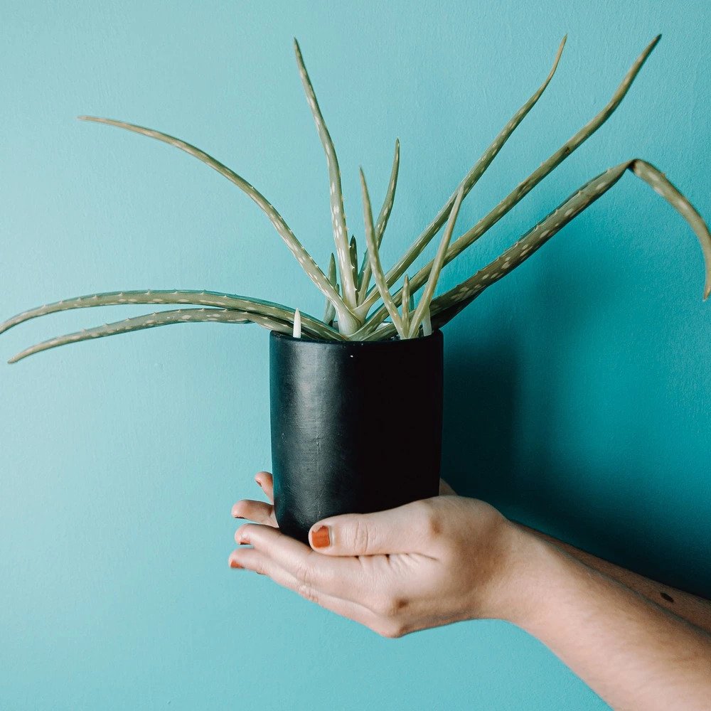 Holding small aloe vera plant