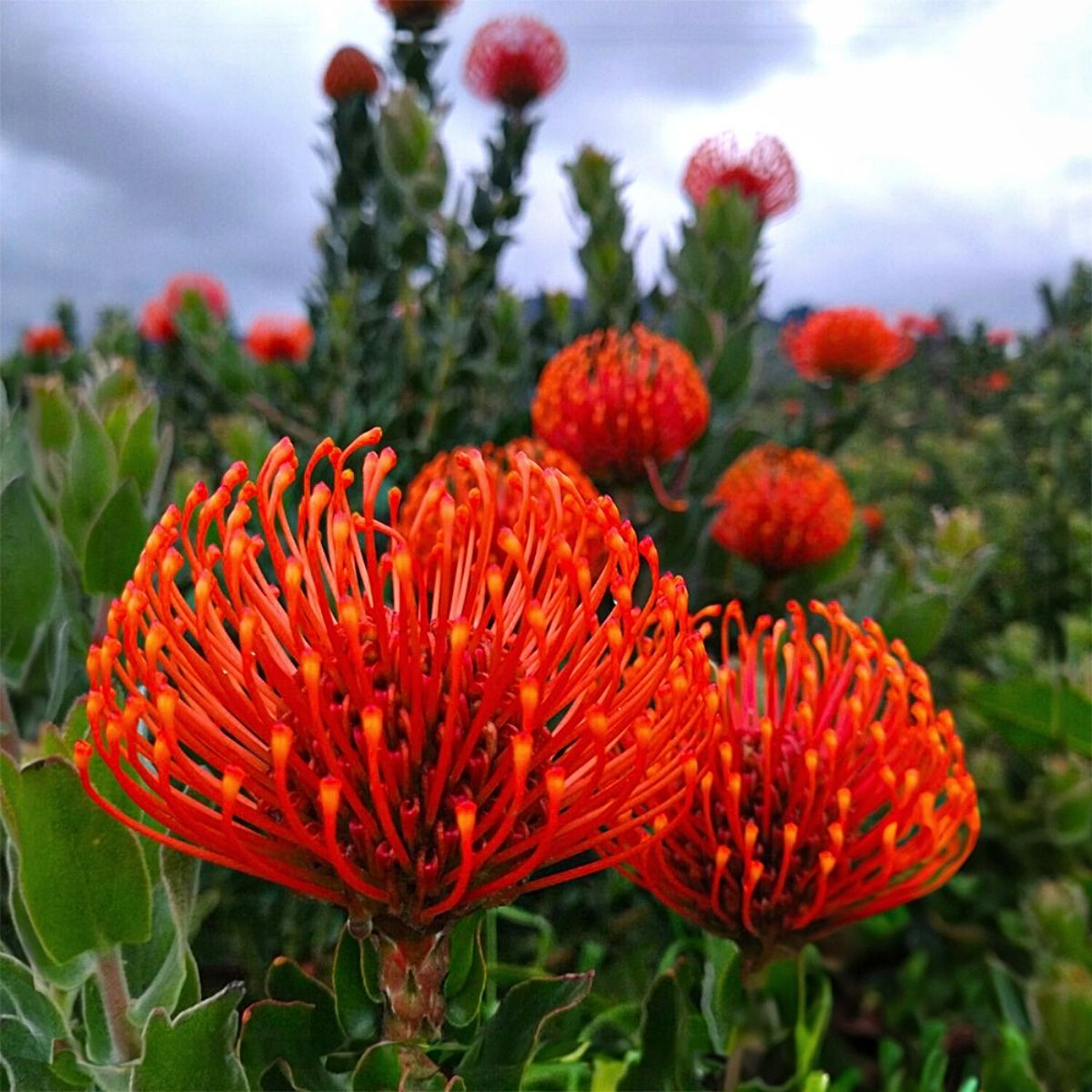 Rosamina Cultivates Protea​s in the Savannahs of the Colombian Andes