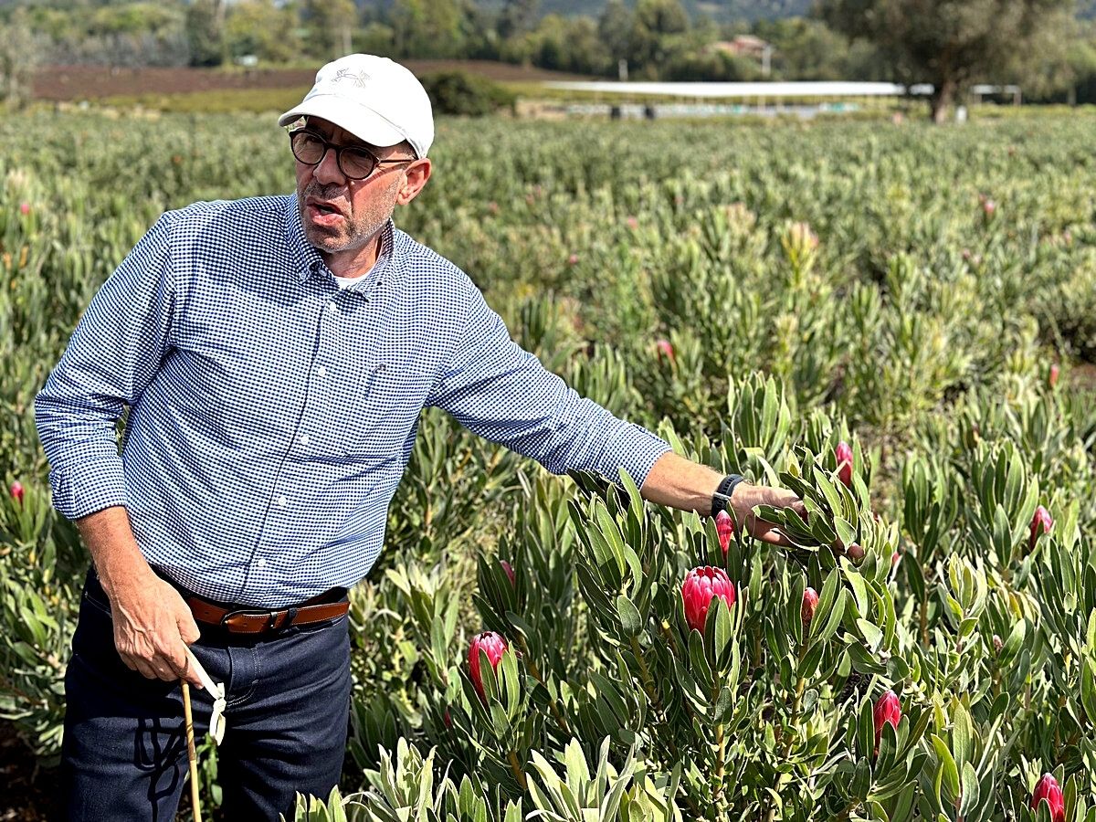 Rosamina Cultivates Protea​s in the Savannahs of the Colombian Andes