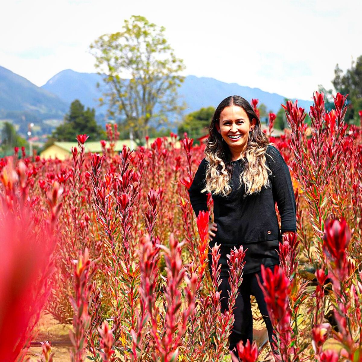 Rosamina Cultivates Protea​s in the Savannahs of the Colombian Andes