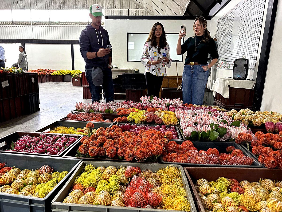 Rosamina Cultivates Protea​s in the Savannahs of the Colombian Andes