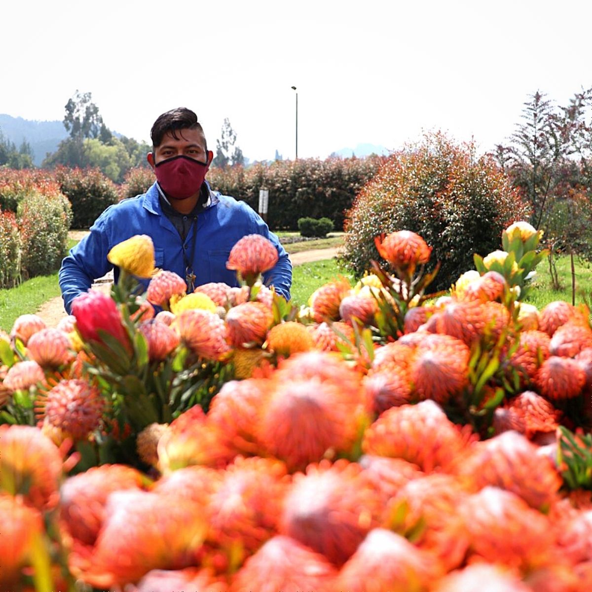 Rosamina Cultivates Protea​s in the Savannahs of the Colombian Andes
