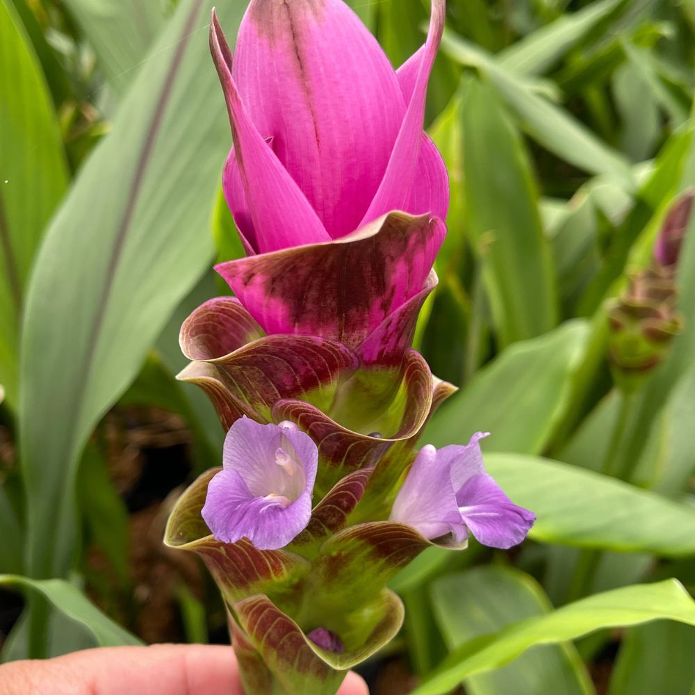 True flower of the Curcuma flower